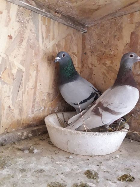  - PORUMBEI VOIAJORI SPORT