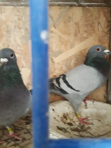  - PORUMBEI VOIAJORI SPORT