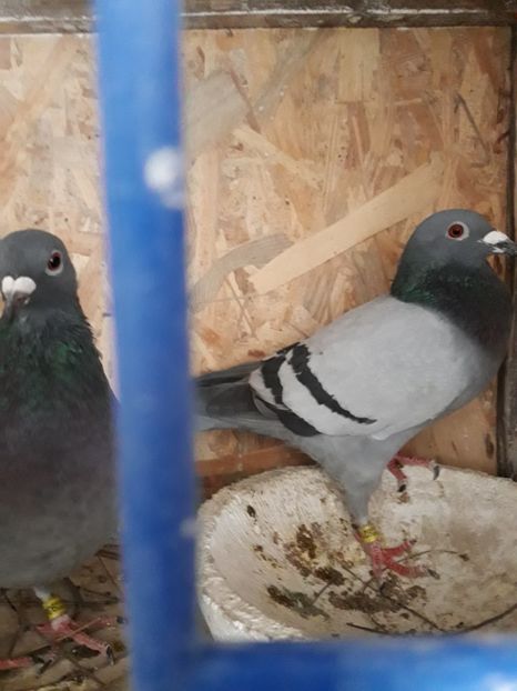  - PORUMBEI VOIAJORI SPORT