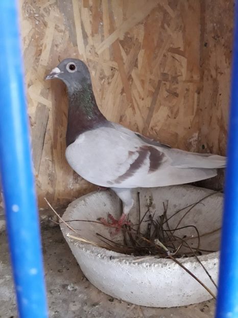  - PORUMBEI VOIAJORI SPORT