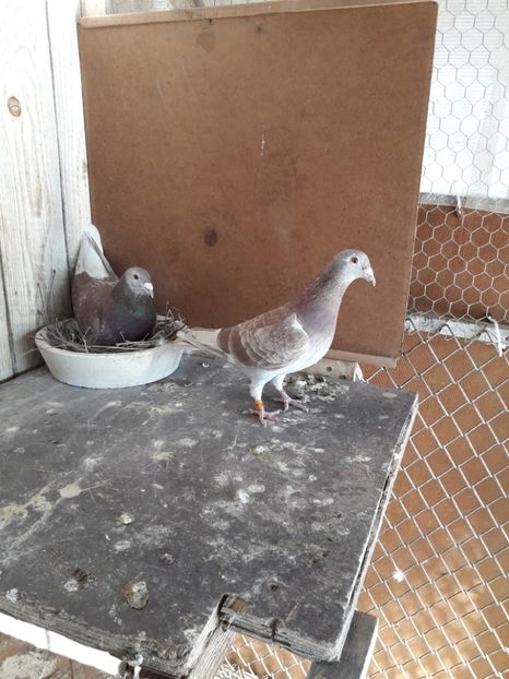  - PORUMBEI VOIAJORI SPORT