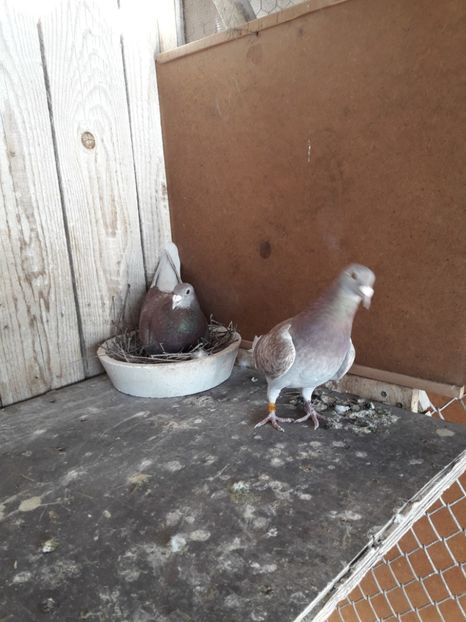  - PORUMBEI VOIAJORI SPORT