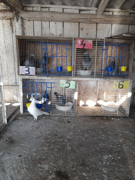  - PORUMBEI VOIAJORI SPORT