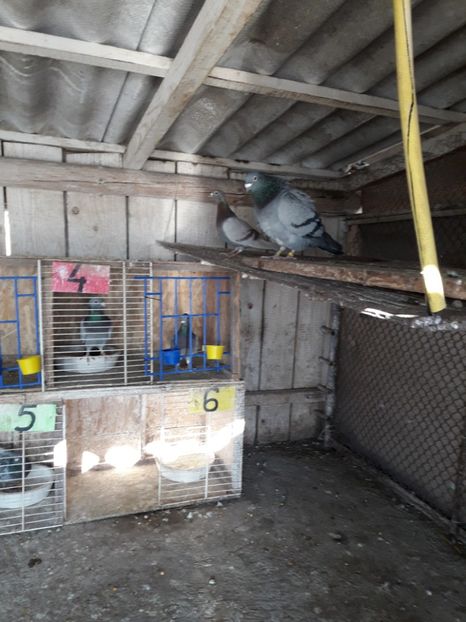  - PORUMBEI VOIAJORI SPORT