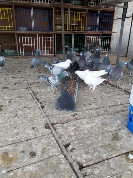  - PORUMBEI VOIAJORI SPORT