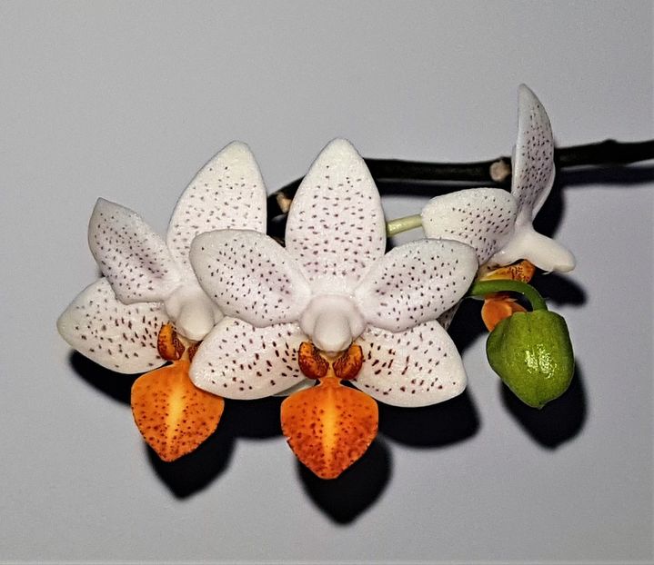 MINI MARK - Phalaenopsis 1