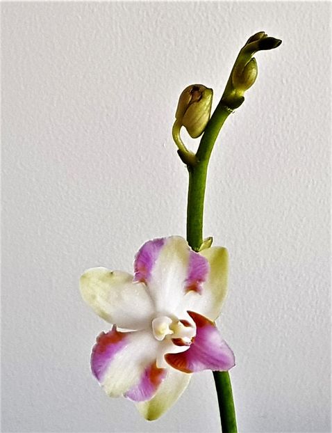 Pulcherrima 4N - Phalaenopsis 1