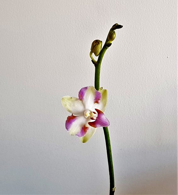  - Phalaenopsis 1