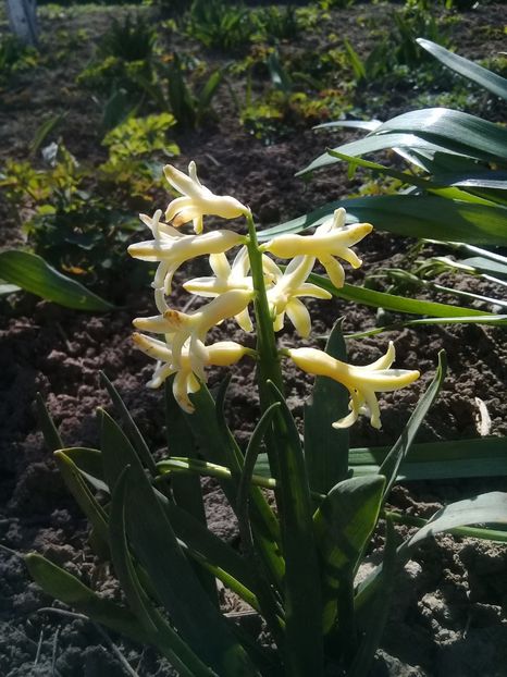  - Hyacinth 2015-2020