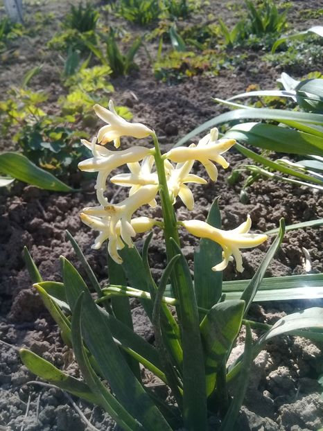 20200406_152543(0) - Hyacinth 2015-2020