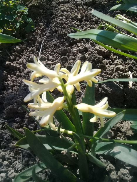  - Hyacinth 2015-2020