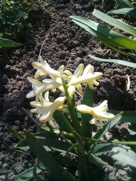 20200406_152538(0) - Hyacinth 2015-2020