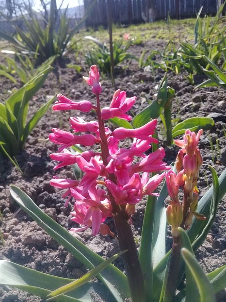  - Hyacinth 2015-2020