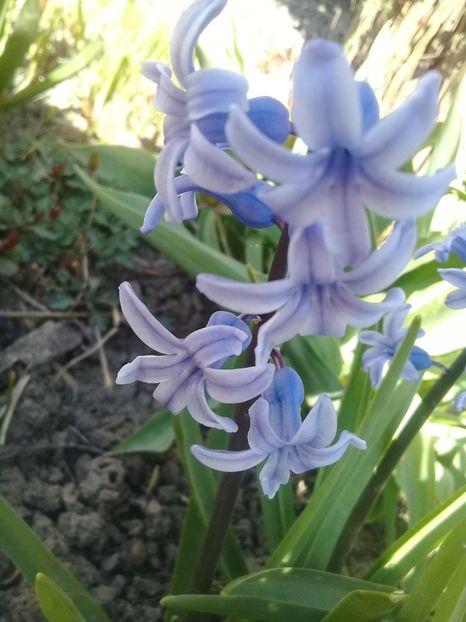  - Hyacinth 2015-2020