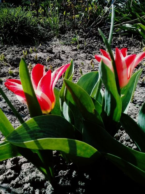  - Lalele 2015- prezent