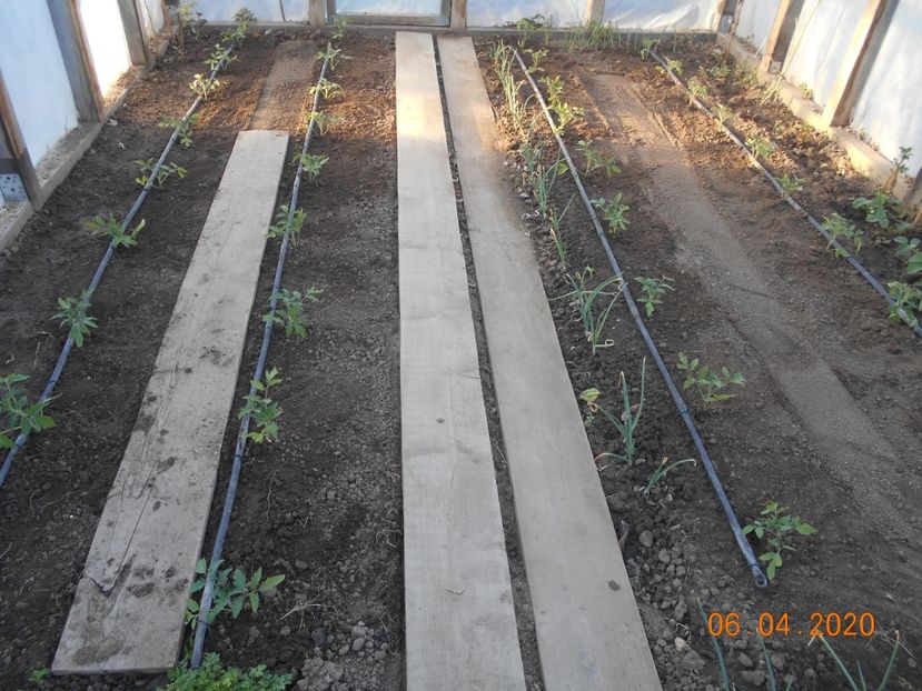 Am pus rosiile in solar - 1Gradina de legume 2020