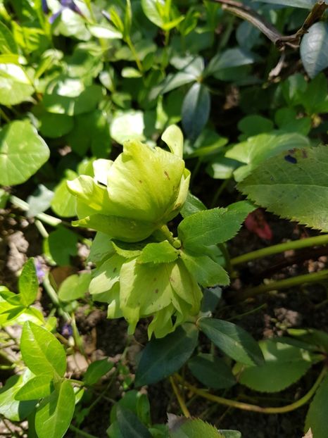  - Spânz helleborus 2020