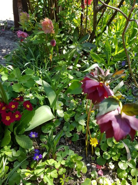  - Spânz helleborus 2020