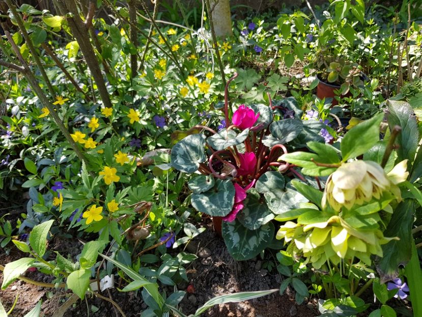  - Spânz helleborus 2020