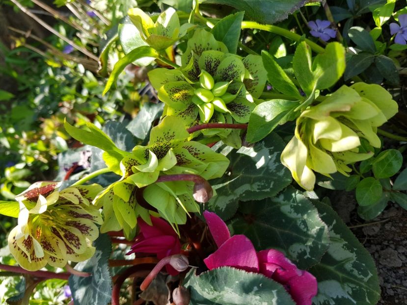  - Spânz helleborus 2020