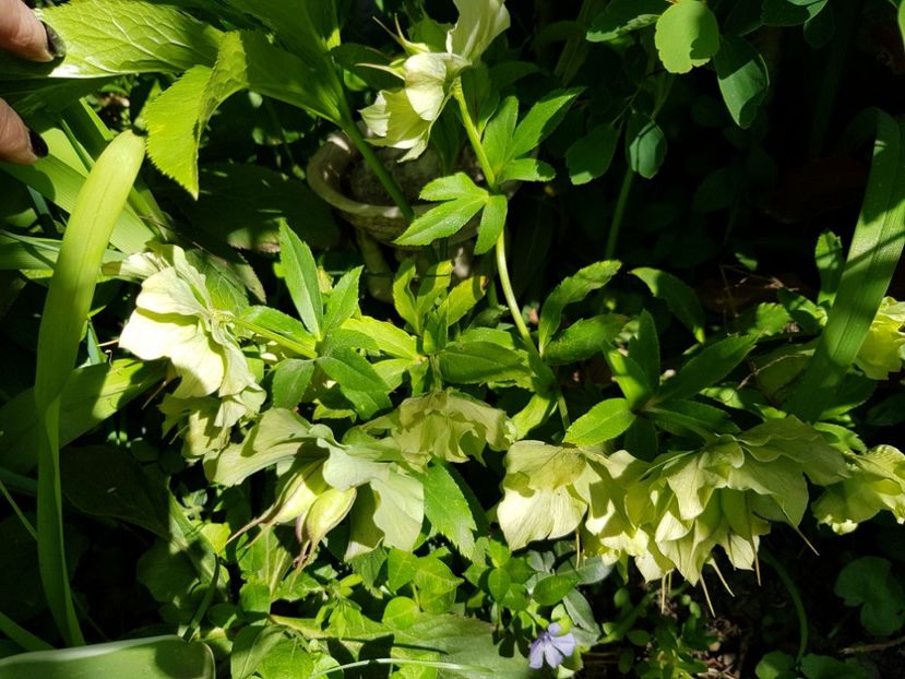  - Spânz helleborus 2020