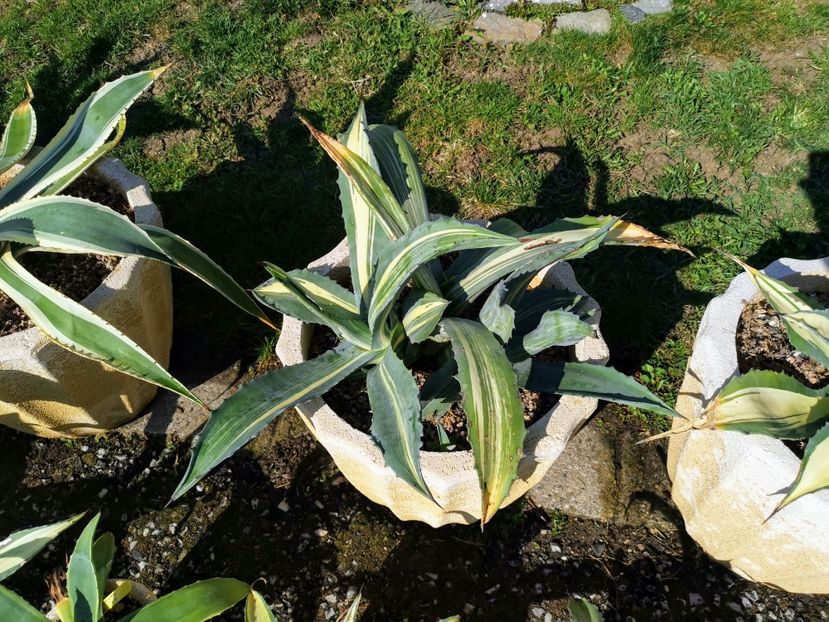 Americana striata ce se vede în ghiveci 200 ron - Vanzari agave