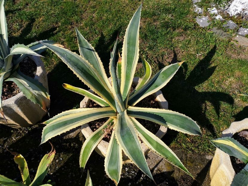 Americana marginata White Cream 175 ron - Vanzari agave