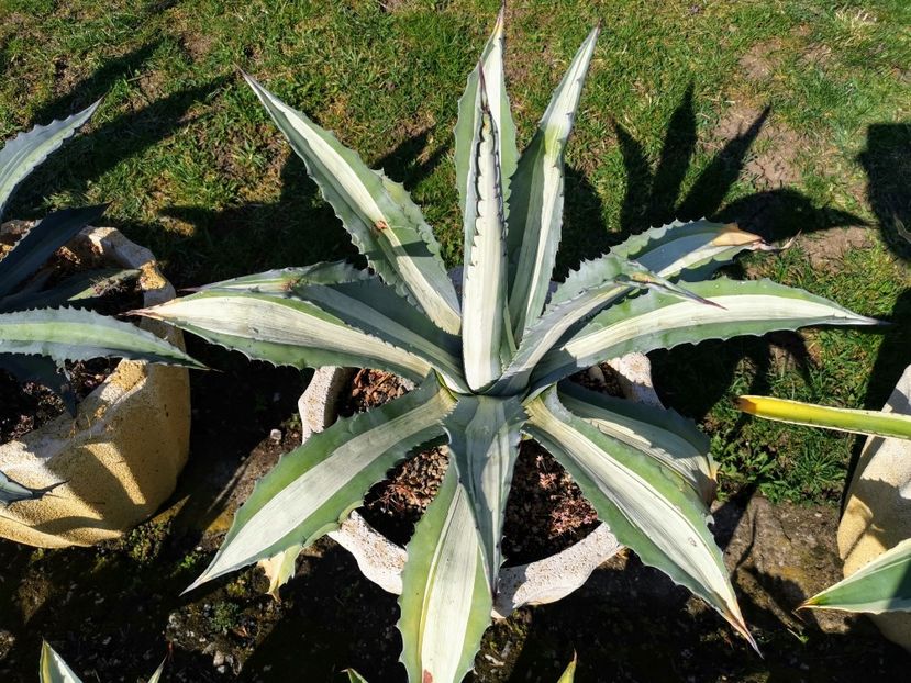 Americana mediopicta alba 200 ron - Vanzari agave