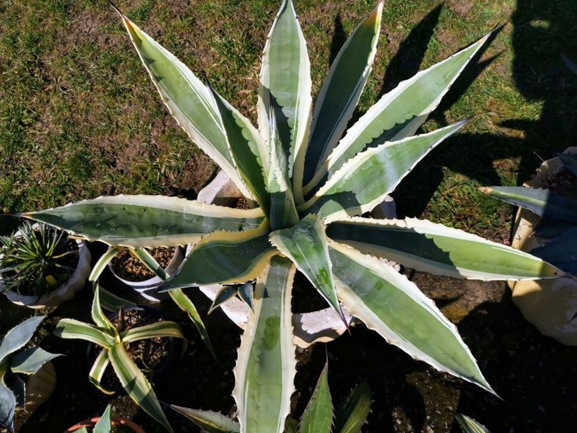 Americana marginata aurea 175 ron - Vanzari agave