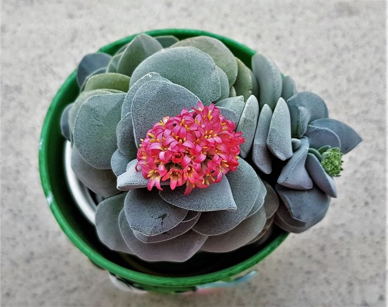  - Cactusi si suculente