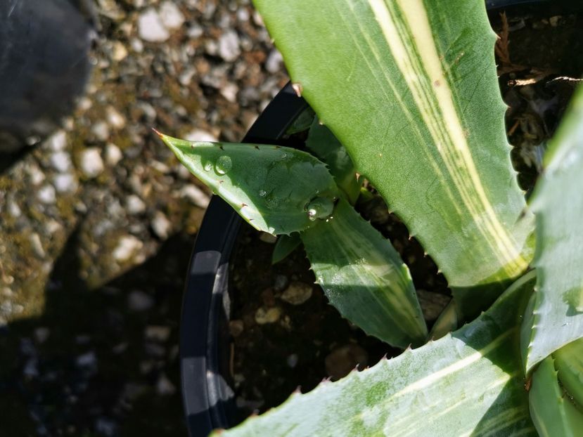 Americana striata pui 30 ron - Vanzari agave