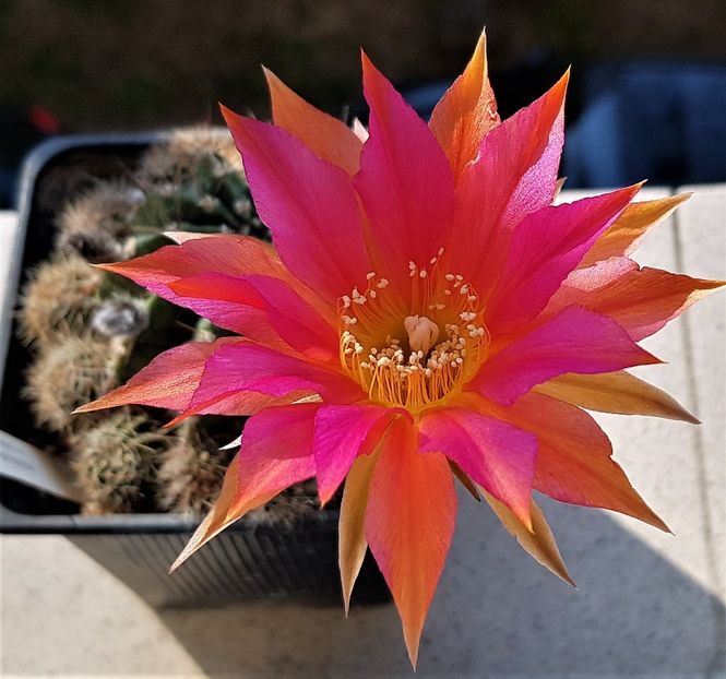 Echinopsis Gertrude - Cactusi si suculente