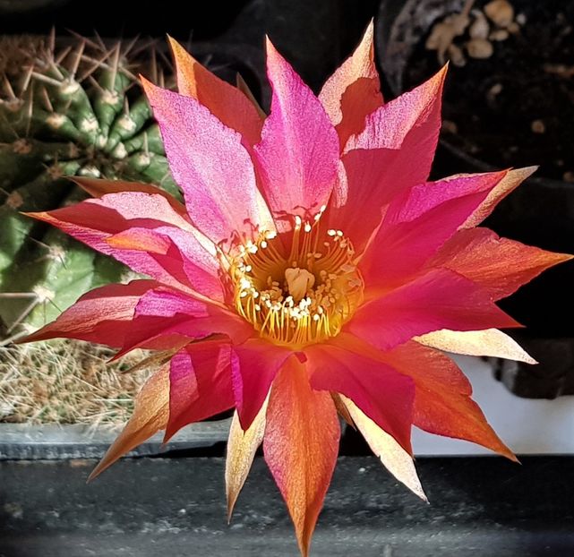  - Cactusi si suculente