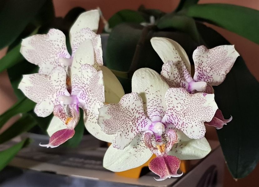 Maya? - Phalaenopsis 1