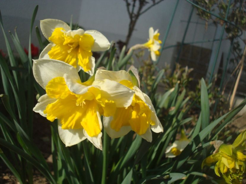 Sovereign - 4 Narcise