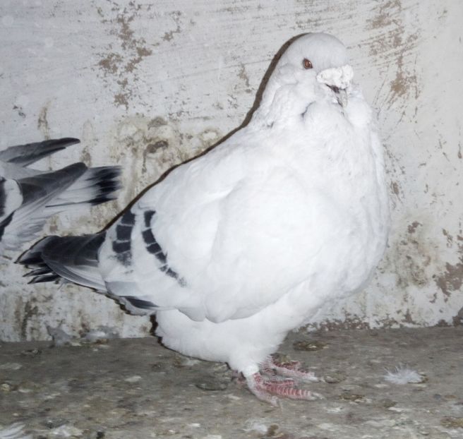  - - A - A - A - A- W A R N I N G !