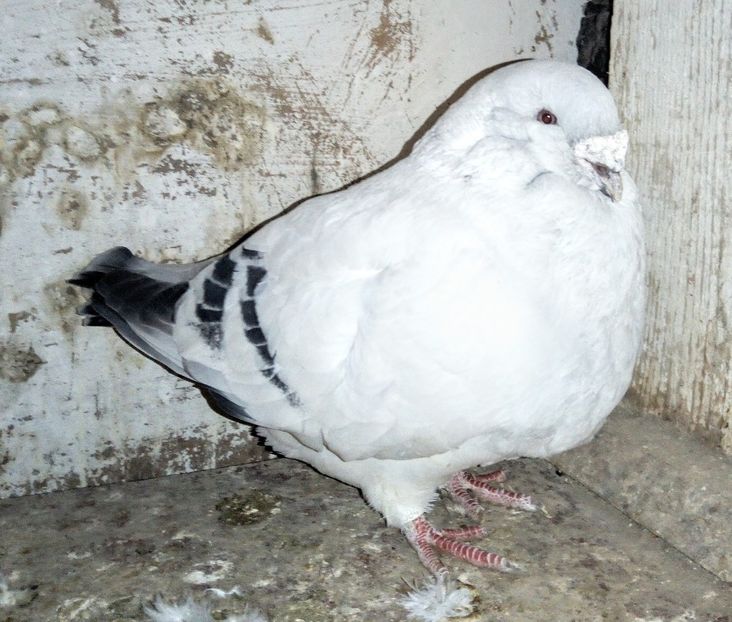  - - A - A - A - A- W A R N I N G !