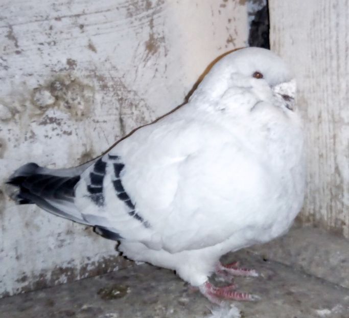  - - A - A - A - A- W A R N I N G !