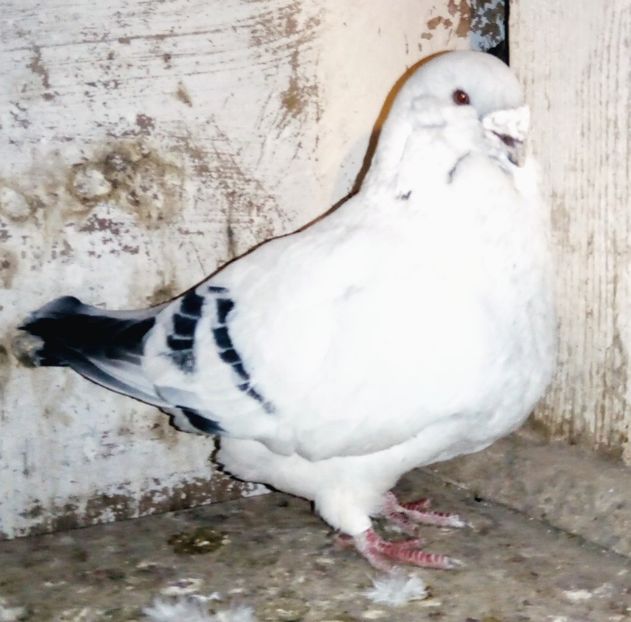  - - A - A - A - A- W A R N I N G !