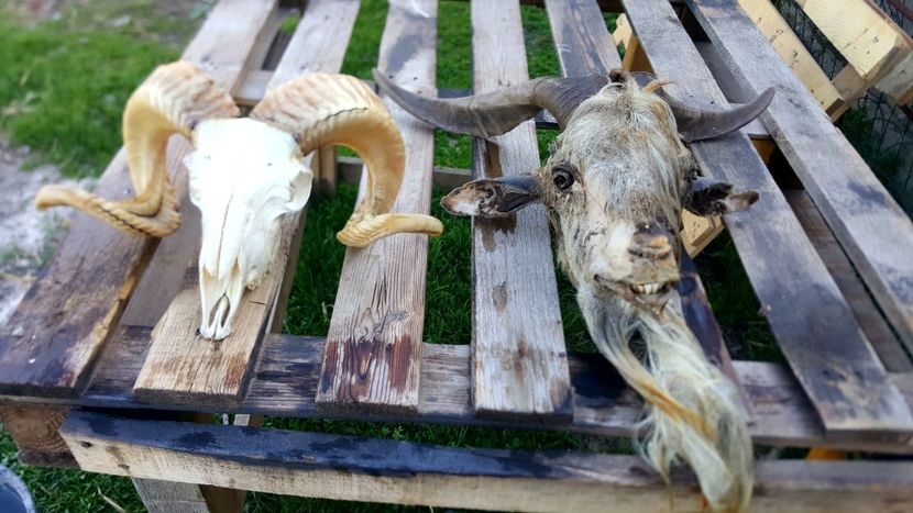 Si tap - Trofeele mele de vanatoare