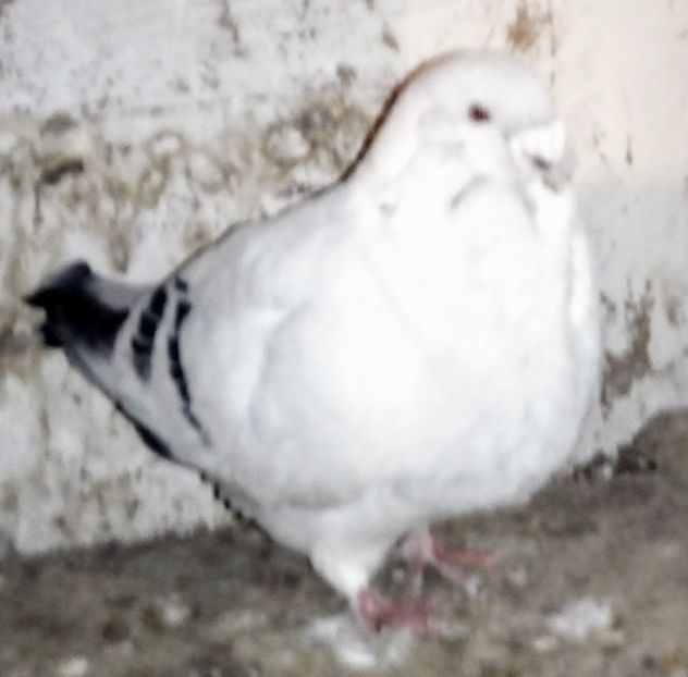  - - A - A - A - A- W A R N I N G !