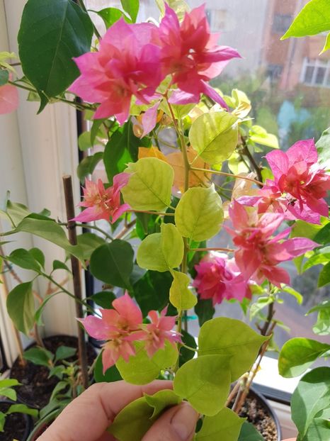  - Bougainvillea 2020
