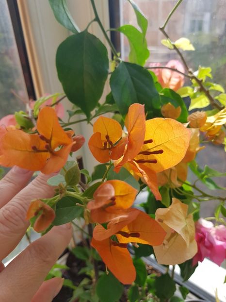  - Bougainvillea 2020