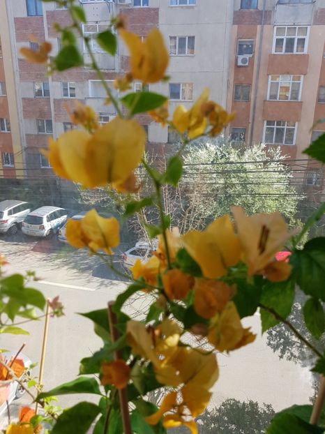  - Bougainvillea 2020