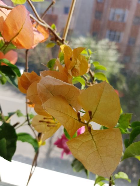  - Bougainvillea 2020
