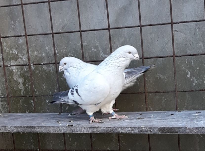  - Păsările mele