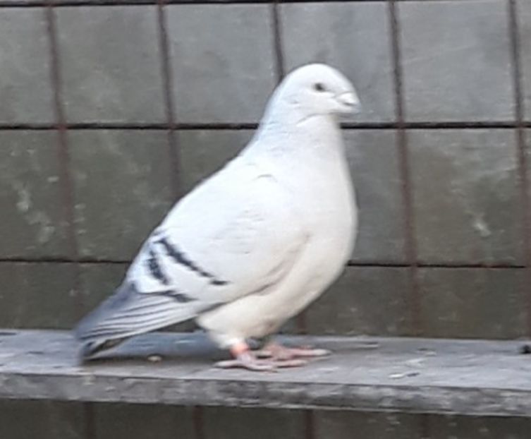  - Păsările mele