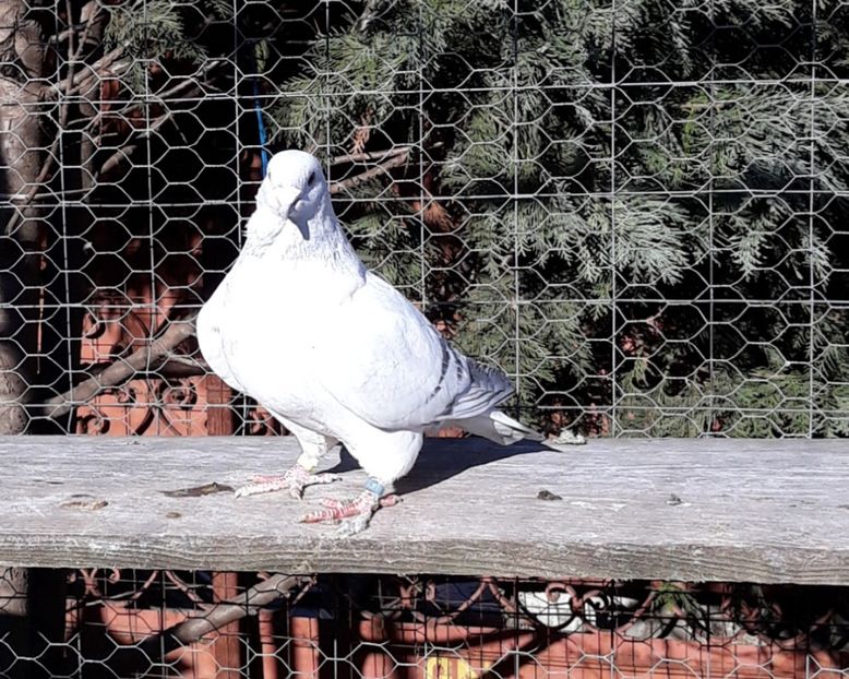  - Păsările mele