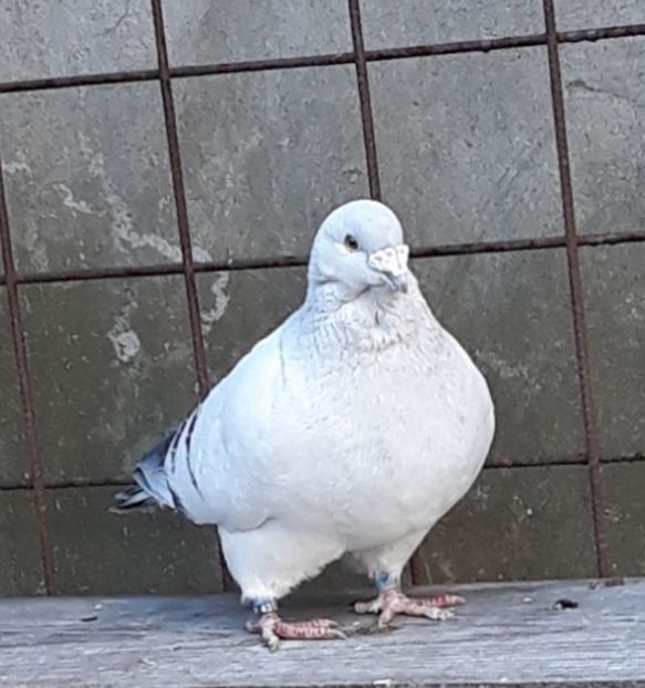  - Păsările mele