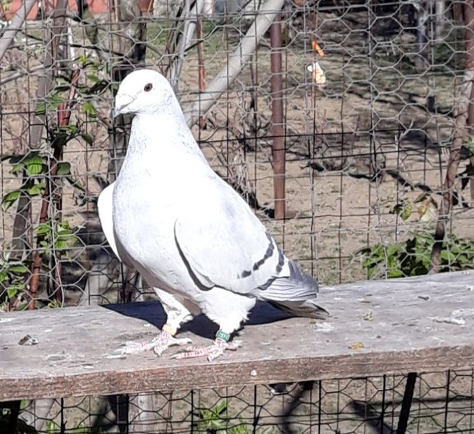  - Păsările mele
